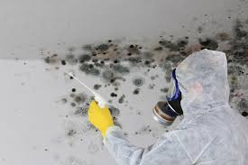 Reliable South Hill, WA Mold Removal Solutions